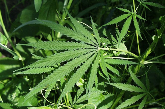 A cannabis plant. The Flandreau Santee Sioux Tribe attempted to set up a marijuana resort in Flandreau, South Dakota but later suspended the project in the wake of legal pressure. Marijuana